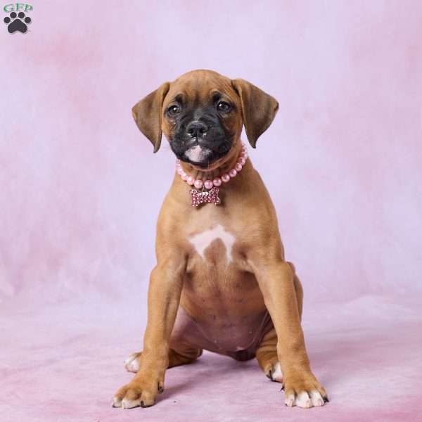 Tammy, Boxer Puppy
